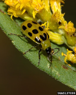 Cucumber Beetle